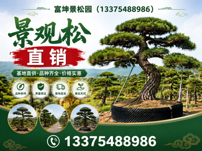 肥城市泰山松展示图