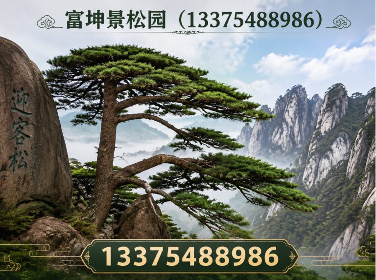 肥城市景观松直销展示图